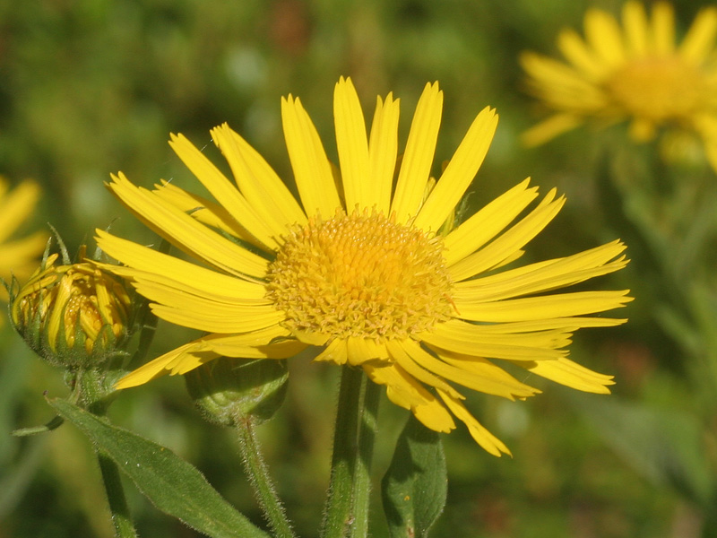 Doronicum austriacum / Doronico austriaco